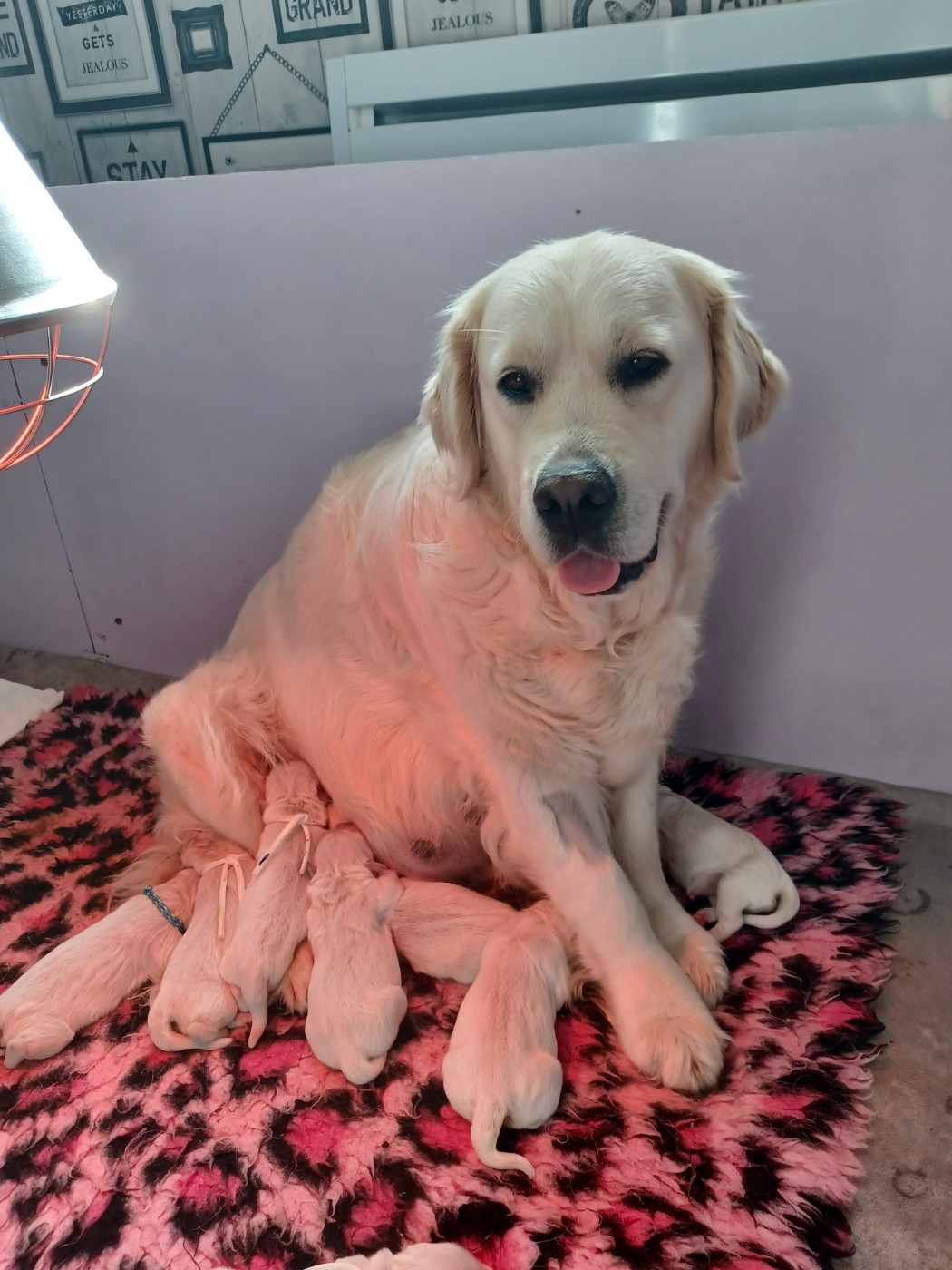 Chiot Golden Retriever Des Terres De La Jalousie
