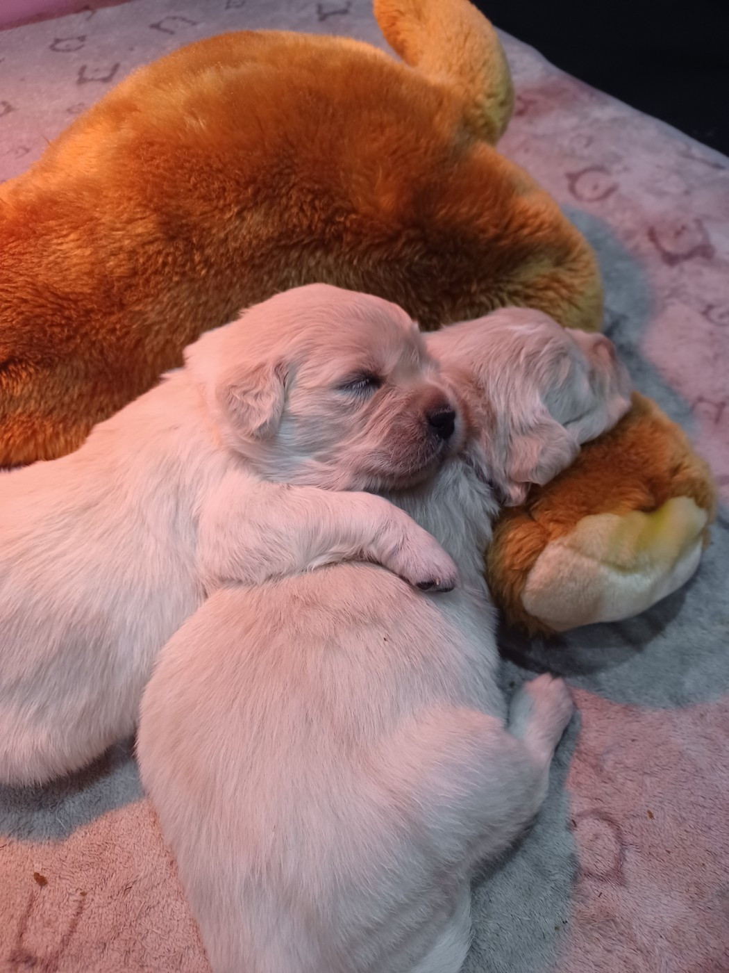 Des Terres De La Jalousie - Chiots disponibles - Golden Retriever