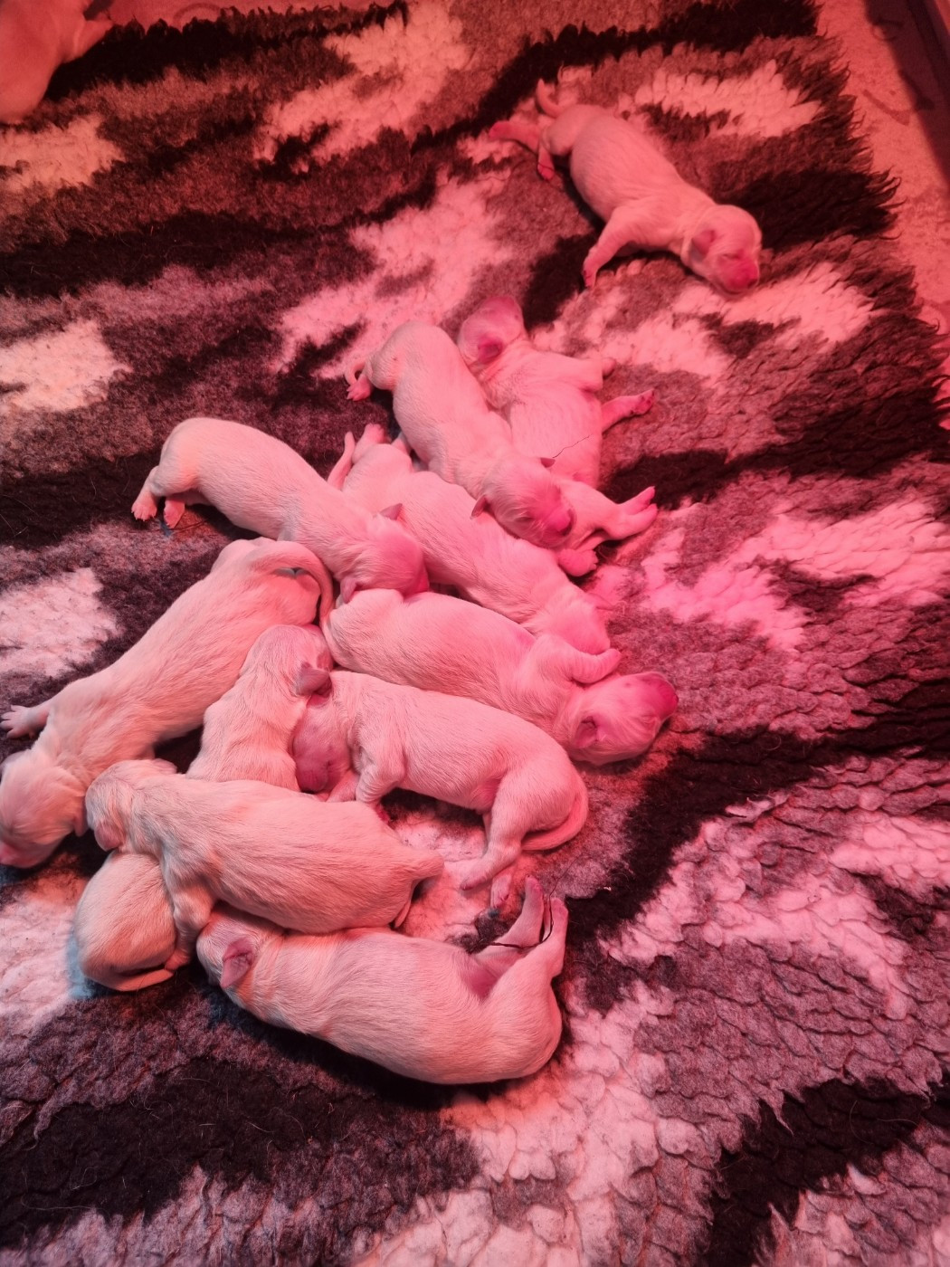 Des Terres De La Jalousie - Chiots disponibles - Golden Retriever