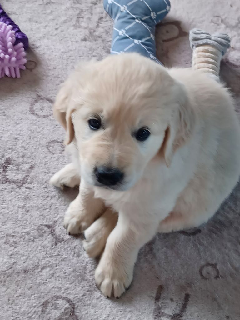 Des Terres De La Jalousie - Chiots disponibles - Golden Retriever