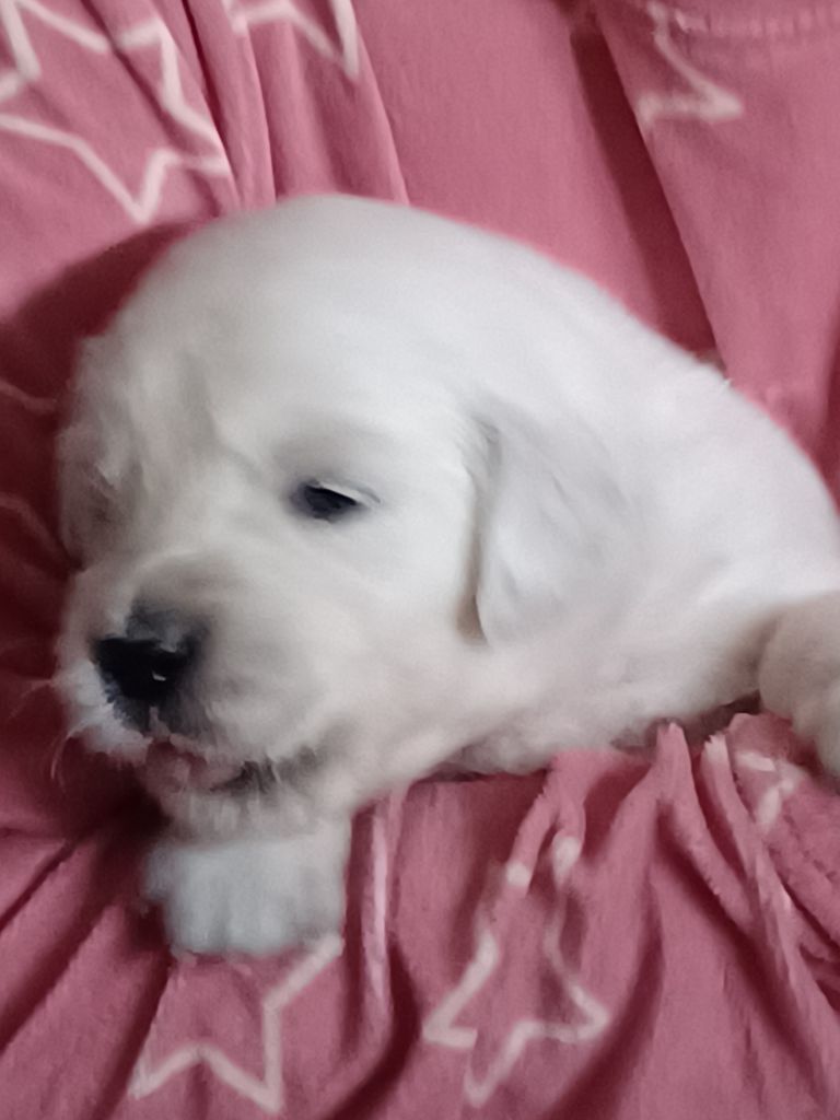 Des Terres De La Jalousie - Chiots disponibles - Golden Retriever
