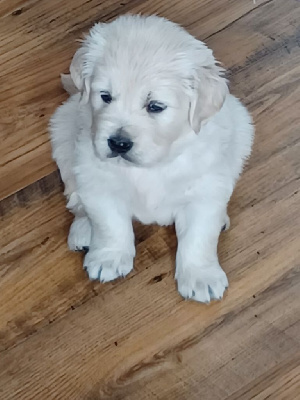 CHIOT