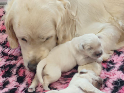 CHIOT 2