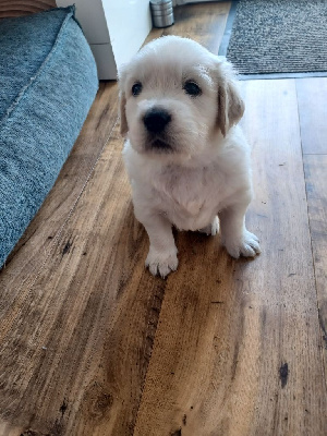 CHIOT