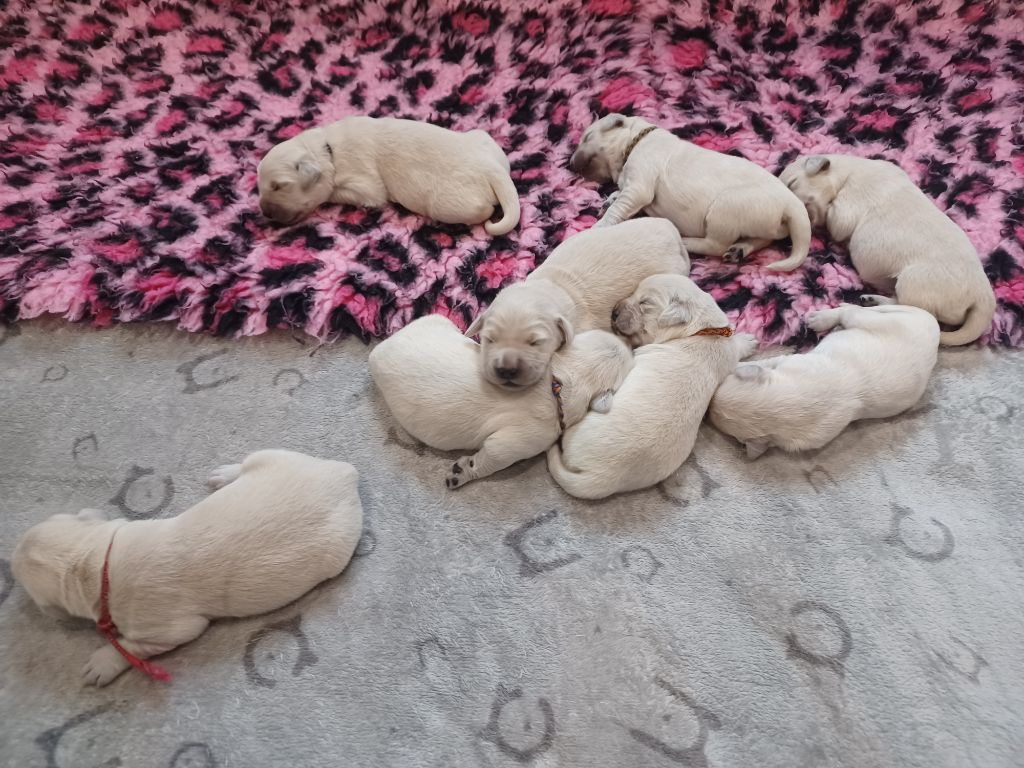 Chiot Golden Retriever Des Terres De La Jalousie